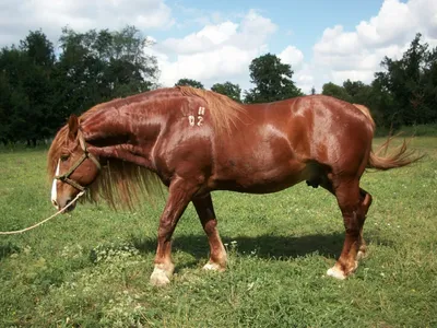 Найменші породи коней » Senfil.net - Цікавий журнал
