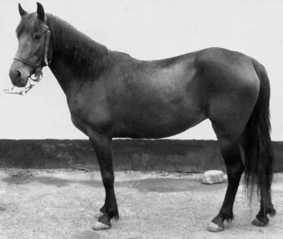 М'ясні породи коней | Поради від Фідлайф