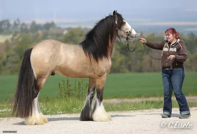 В Казахстане появилась новая порода лошадей — адай