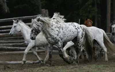 Вымершие породы лошадей | Конники России | Дзен