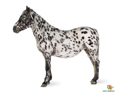 Найменші породи коней » Senfil.net - Цікавий журнал