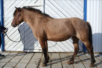 В Жетысу вывели лошадей нового типа казахской породы