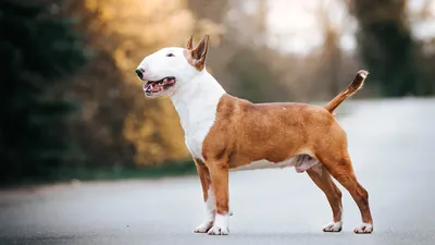 Самые популярные породы собак в 2022 году - BarberPet