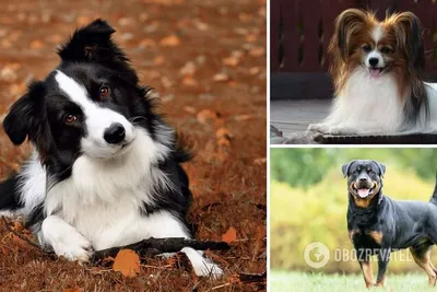 5 старейших пород собак: история и фото