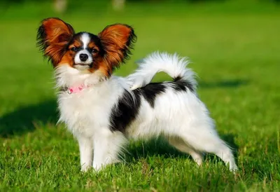Самые редкие породы собак в мире - фото и описание | РБК Украина