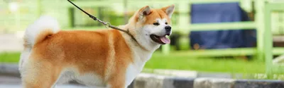 ТОП-10 самых красивых пород собак