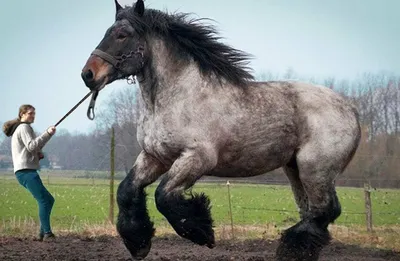 🐎Самые красивые породы лошадей! Часть 2📌 | ⭐Красота спасет мир!⭐ | Дзен