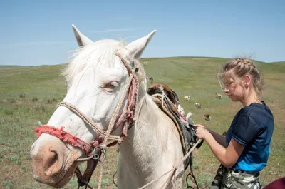 Породы лошадей выведенных в России | Компания «ВЕДА» | Дзен