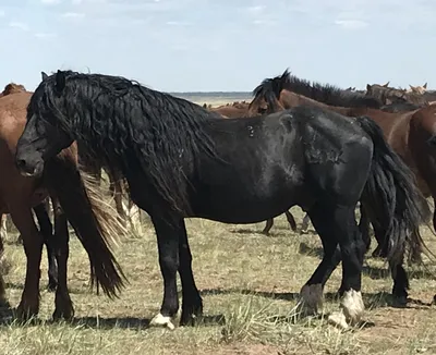 Выявлены и изъяты породистые лошади Камчы Кольбаева. Общая стоимость более  500 тыс. долларов США – K-News