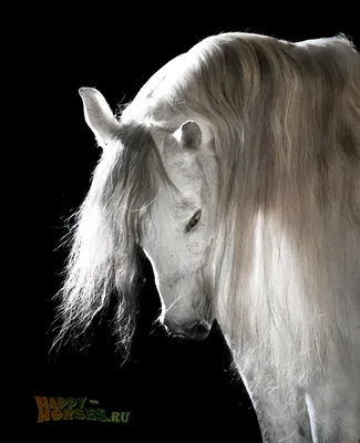Белый Породистые Лошади, Лошадь Голова, На Фоне Неба Фотография, картинки,  изображения и сток-фотография без роялти. Image 45038803
