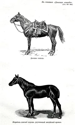 Лошадь породы фриз» — создано в Шедевруме