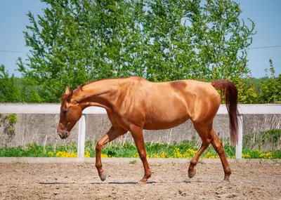Выявлено еще 7 лошадей Камчы Кольбаева, их продадут на аукционе — ГКНБ -  26.10.2023, Sputnik Кыргызстан