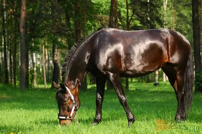 Сенатор заявил о вымирании уникальной породы лошадей в Казахстане |  Kazakhstan Today