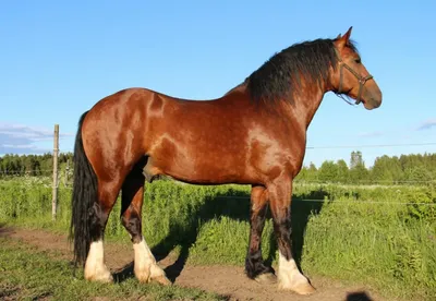 Американская лошадь краски порода лошадей Стоковое Изображение -  изображение насчитывающей характеристики, цветы: 200230021