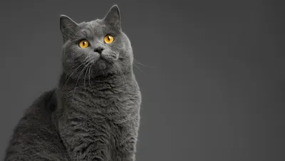 Тонкинская кошка: описание породы, характер, уход