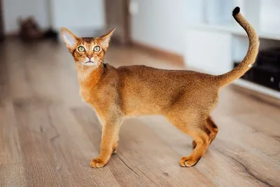 Кошка породы Охос азулез длинношерстный, всё о породе и содержании