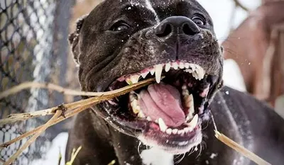 Страшно ходить». Бойцовские собаки кошмарят жителей подмосковной деревни |  Безопасность | Общество | Аргументы и Факты