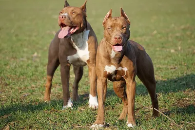 Самые опасные породы собаки – какие животные несут угрозу для хозяина |  OBOZ.UA