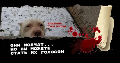 Какие собаки считаются агрессивными - фото и описание | РБК Украина