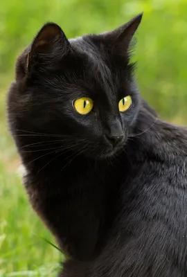 25 фотографий черных котов в честь Дня кошек - 1 марта 2023 - НГС.ру