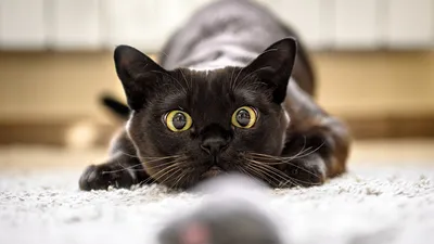 Четыре лапки, хвостик и много суеверий: день черной кошки