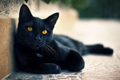 Черный кот порода гладкошерстная - картинки и фото koshka.top