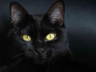 Черные породы кошек | Догги Академия | Дзен