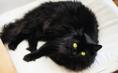 Черный пушистый кот с желтыми глазами - 73 фото