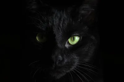 Почему у чёрных кошек (и не только у чёрных) меняется цвет шерсти и рисунок  | О котах | Дзен