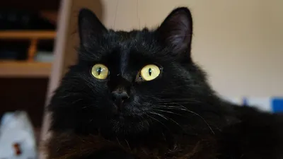 Почему полностью черных котов очень мало? Причина таится в глубинах истории  - Hi-News.ru