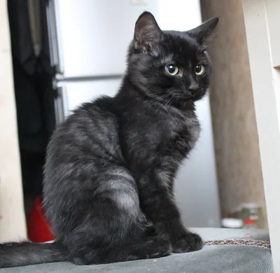 Черный кот с желтыми глазами порода - 74 фото
