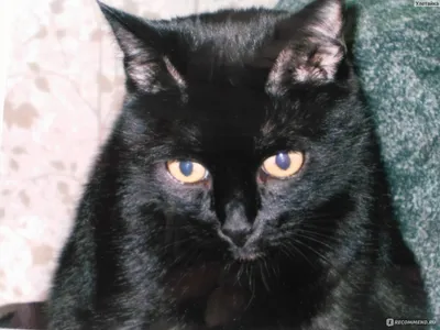 Черная кошка с серым подшерстком - 61 фото