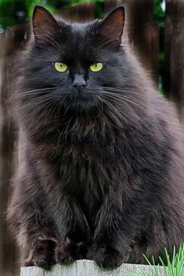 Черные кошки как домашние питомцы: особенности и забота | Почти черный кот,  почти ведьмы | Дзен
