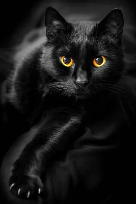 Популярные породы черных кошек и котов
