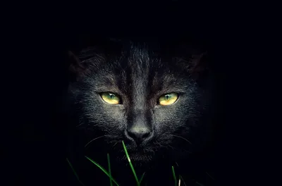 Черные коты приносят удачу и защищают от воров: Занимательные истории в  журнале Ярмарки Мастеров