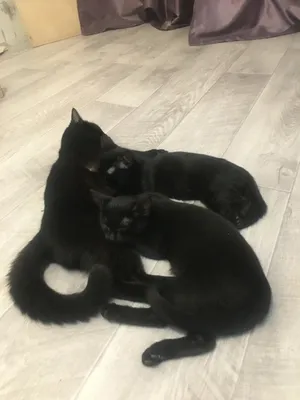 ТОП-20 черных пород кошек: пушистые и гладкошерстные кошки черного окраса,  с фото и названиями