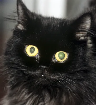 Самые лучшие породы черных кошек для дома бесплатно, глаза темных котят и  кошек у девочек и мальчиков, характер