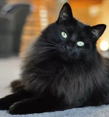 Фотогалерея \"Мейн-куны\" - \"Черный кот породы мейн-кун на сиреневом фоне\" -  Фото породистых и беспородных кошек и котов.