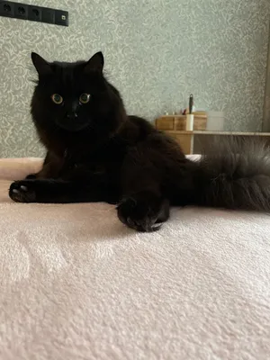 Черный кот британской породы жёлтые…» — создано в Шедевруме