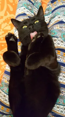 Черный кот породы Бомбей стоковое фото. изображение насчитывающей меховой -  138753924