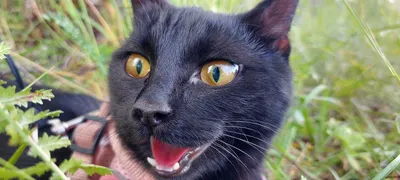 В московской квартире расплодились черные кошки (видео) :: Новости :: ТВ  Центр