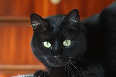 Чёрная кошка с зелёными глазами: породы - Кот, пёс и я