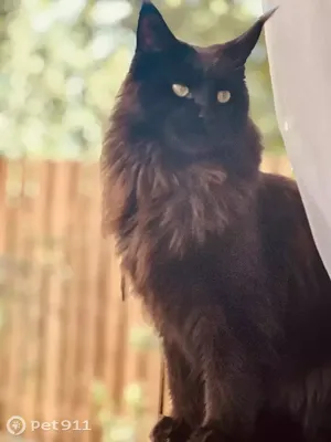 Черный кот породы Бомбей стоковое изображение. изображение насчитывающей  шерсть - 138754455
