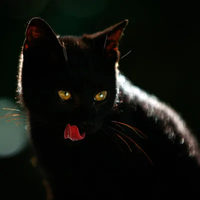 Породы черных кошек - 59 фото