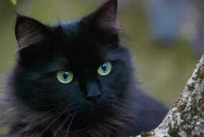 Пропал черный кот породы Мейн-Кун в Волгоградской области | Pet911.ru