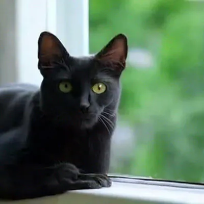 красивые фотографии черной кошки, кошка черный кот, кошка, хищник фон  картинки и Фото для бесплатной загрузки
