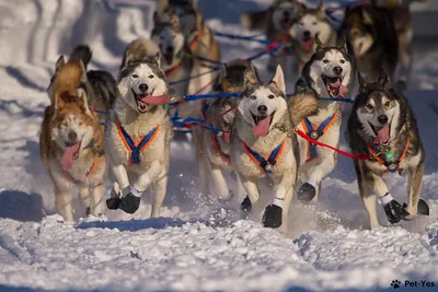 О породах собак. Северные ездовые собаки, часть 2. Самоедская собака,  якутская лайка. | Пикабу