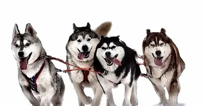 Ездовые собаки - породы и названия | Список ездовых собак на севере |  Pet-Yes