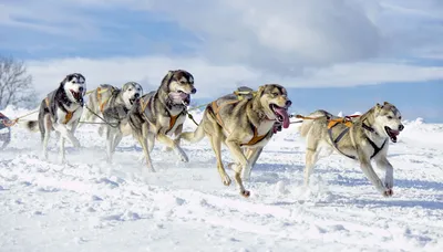 ФЕС ВО – Норвежский спортивный метис: новая порода ездовых собак