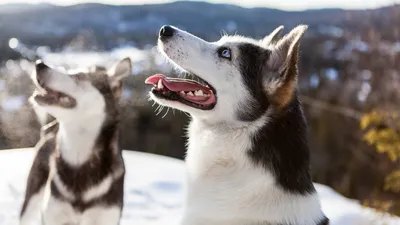 Ездовые собаки: породы, скорость и типы собачьей упряжки | Энергия+